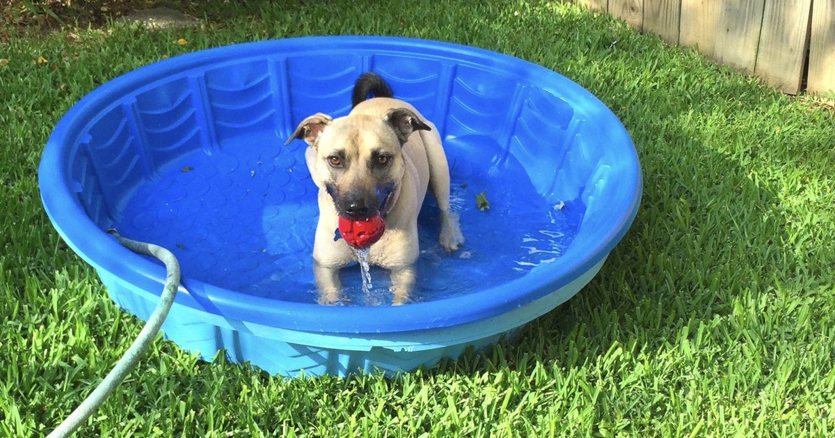 CourteousDogs's tweet image. The Opposite of Force courteouscanine.com/the-opposite-o…