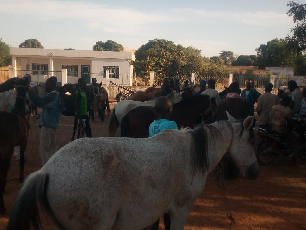 daralproject201's tweet photo. #Daraltechnologies réglera bientôt le problème de traçabilité des animaux au Sénégal. Pour qu'enfin la production des éleveurs puisse entrer dans les canaux commerciaux exigeant la traçabilité. https://t.co/tdtYMglgFm