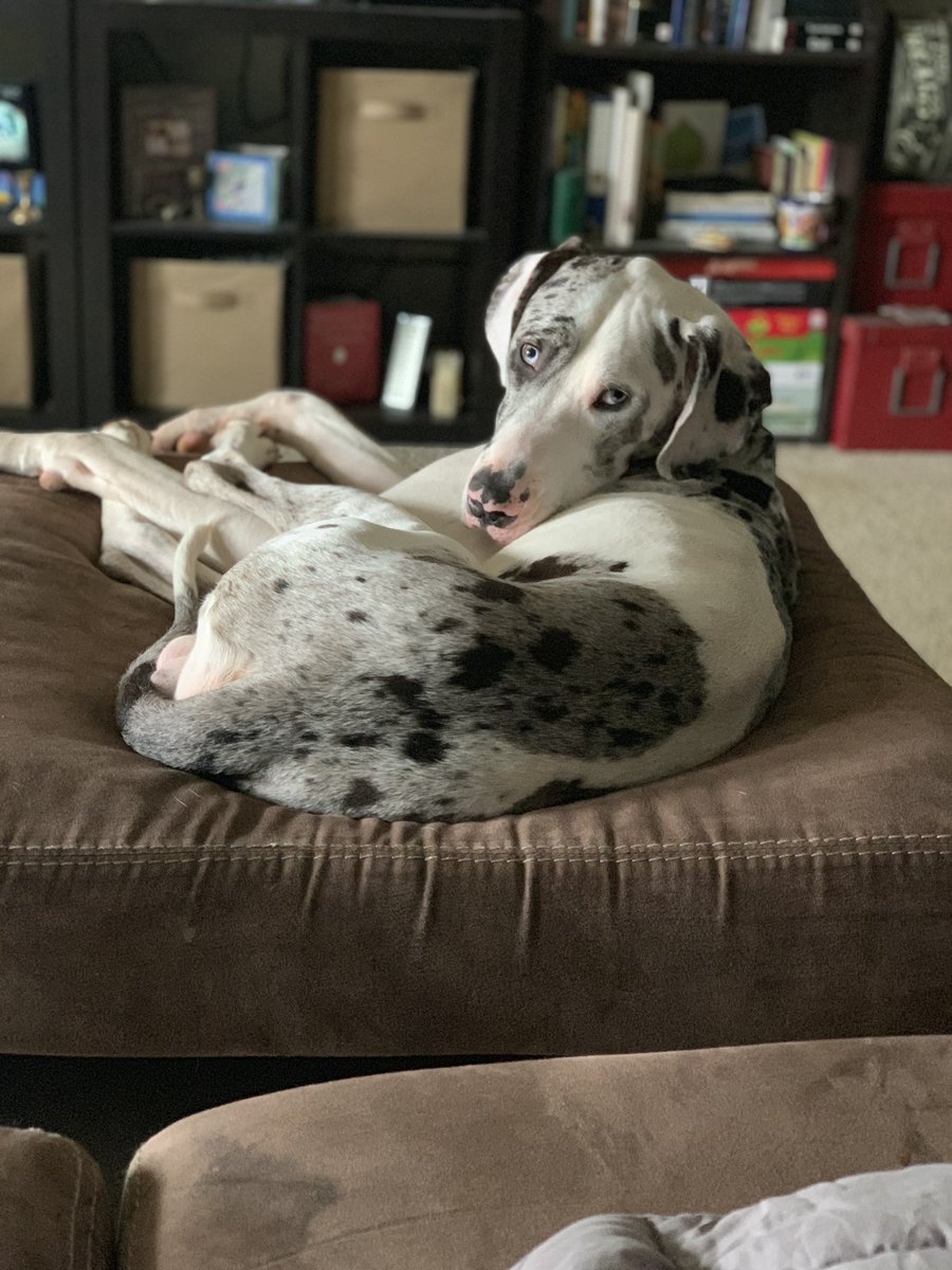TupperTheDane's tweet photo. So...Mama @sarahtenny ... Now that it's January...it's officially my birthday month. Just thought you should know...in case you want to spoil me!
#spoiledalready
#birthdaymonth
#whatareyougettingme
#🐾🎂🎉
#dapperdane
#merlequingreatdane
#merlequin
#greatdanes https://t.co/5Y4MpATK3g