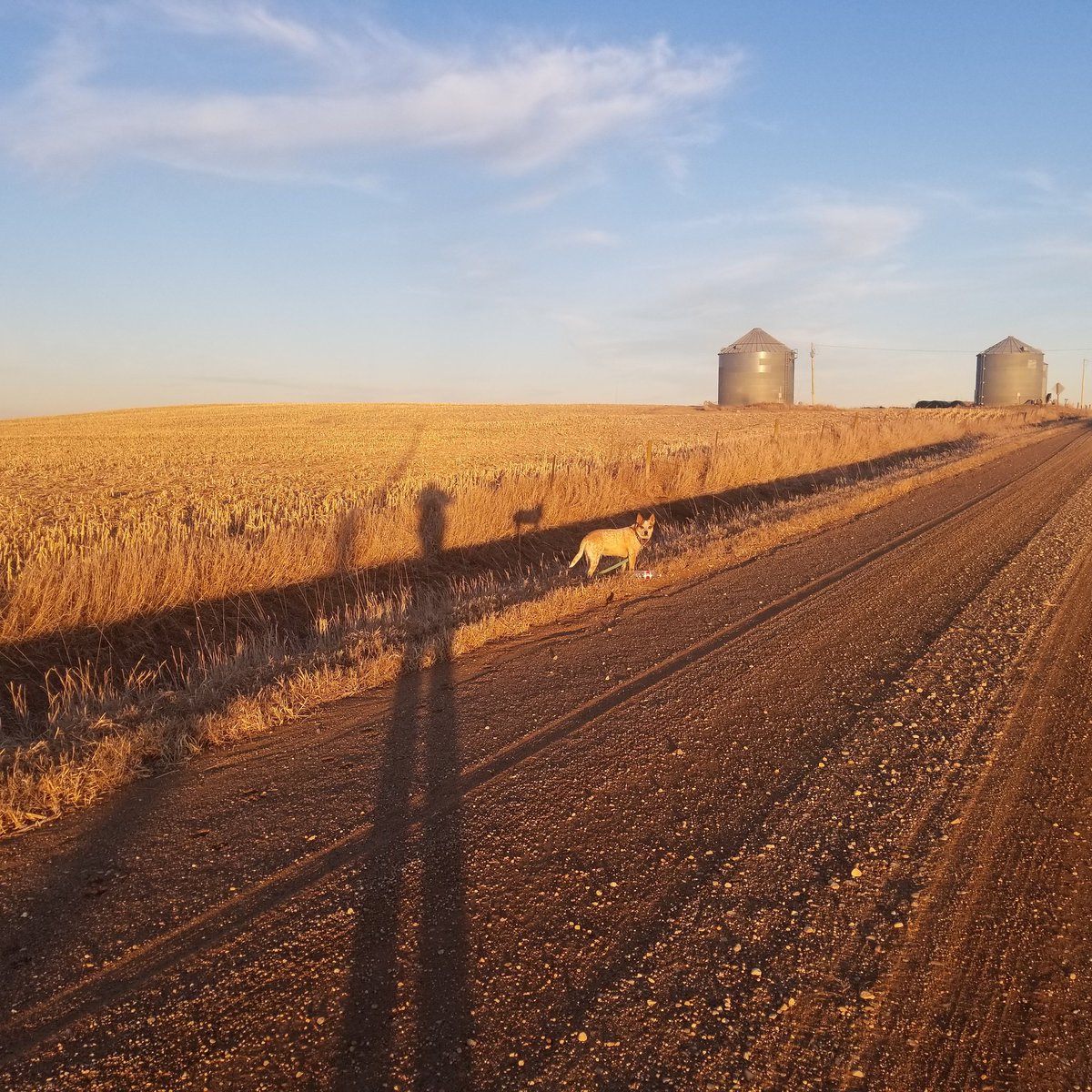 DarcyMaulsby's tweet image. I feel 10 feet tall! I love the lighting this time of day--plus it's warm enough to take Maggie the Red Heeler for a walk. #warmjanuary #farmlife #ThisisIowa