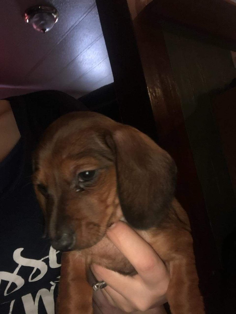 AllPetBrigade's tweet photo. #MommaNiblet's pups are now 6 weeks of age! 1st vet visit coming up, adoptions soon!
#apbpets #dogs #adoption #opt2adopt https://t.co/jIlWna60Wt