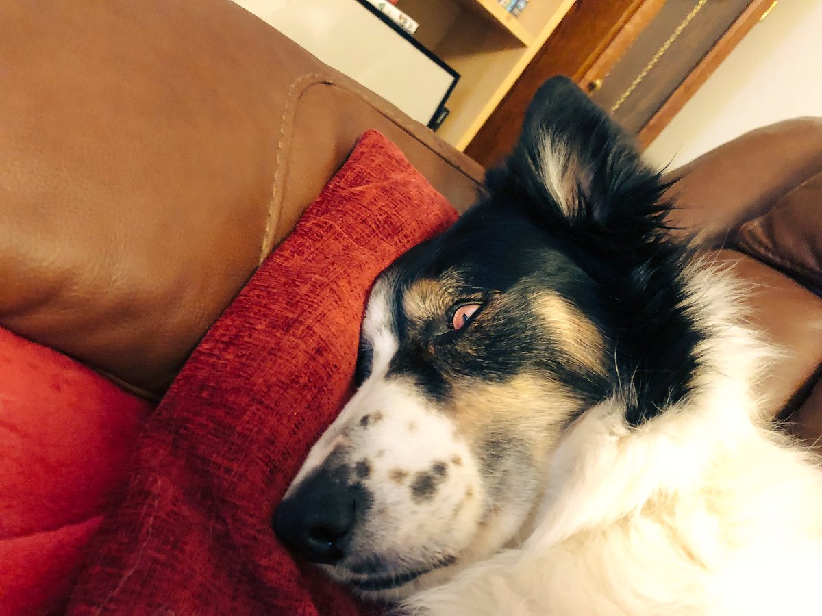 Kesthecollie's tweet image. Leep #devileye