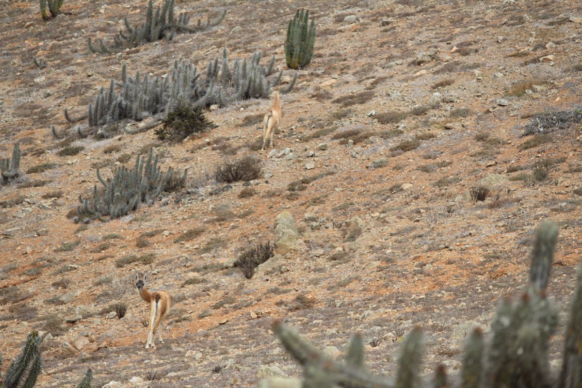 Arranquemos de las ciudades, son muy peligrosas para la fauna silvestre. Están invadiendo nuestro hábitat y nos pueden acusar de invasores.  #FaunadeChile #Biodiversidad #Guanaco #Chile