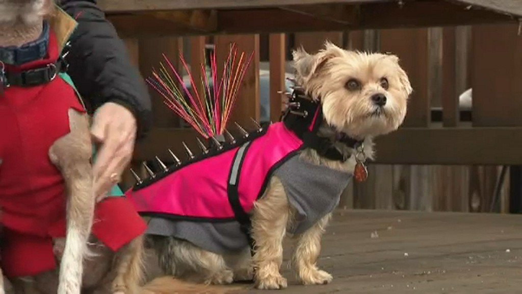 ABC7NY's tweet photo. Dog owner using vests with spikes to protect pets from coyotes https://t.co/FDbGAbwYph https://t.co/KunaNufk4i