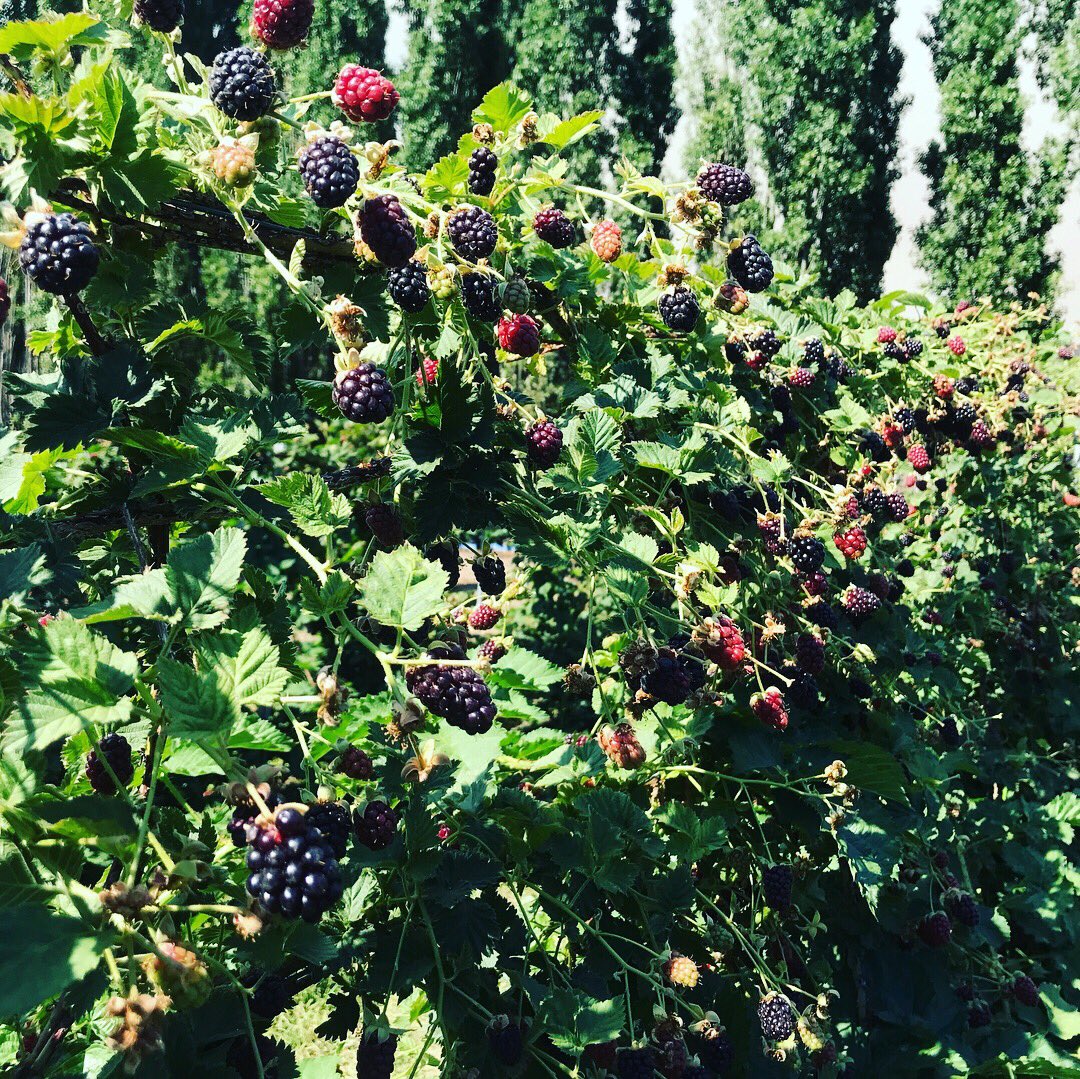 The BOYSENBERRY is a cross between a Raspberry, blackberry, dewberry and a loganberry. Delicious and #ripeforthepicking today at the Farm!