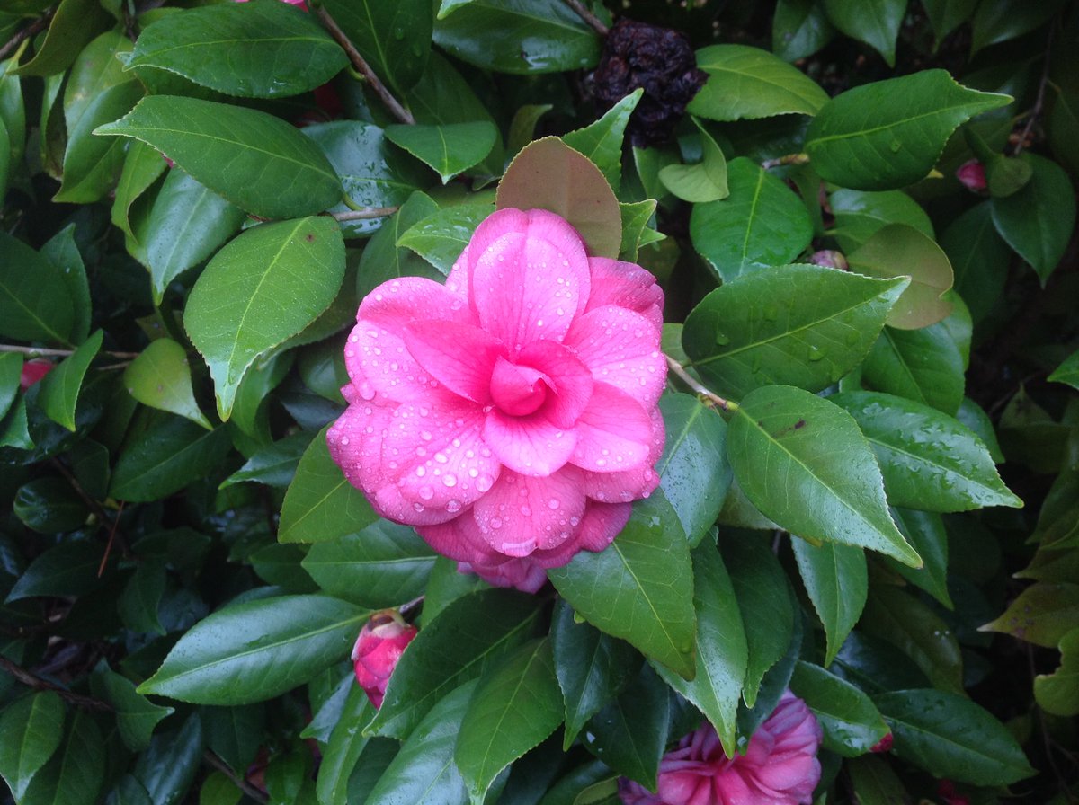 EdwardRiceArt's tweet image. By the grace of benign neglect: a studio Camellia. 🌺 My roots go deep here in more ways than one, this planted by my grandmother when I was a child. #camellia #Southernroots #EdwardRice