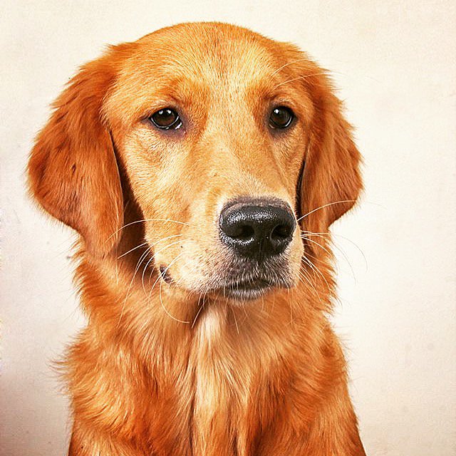 SimbaZira's tweet photo. Giving that serious pose. 📸 Follow @zirapup 🎞🐾🐾🐾🐾🐾🐾🐾🐾 #goldenretriever #goldenpuppy #goldenretrieverpuppy #golden #goldens #goldenretrievertoday #golden_retriever #goldenretrieverworld #goldenretrievers #puppy #pup #puppylove #puppyoftheday #dog   #doglover https://t.co/Z82V4WiRS4