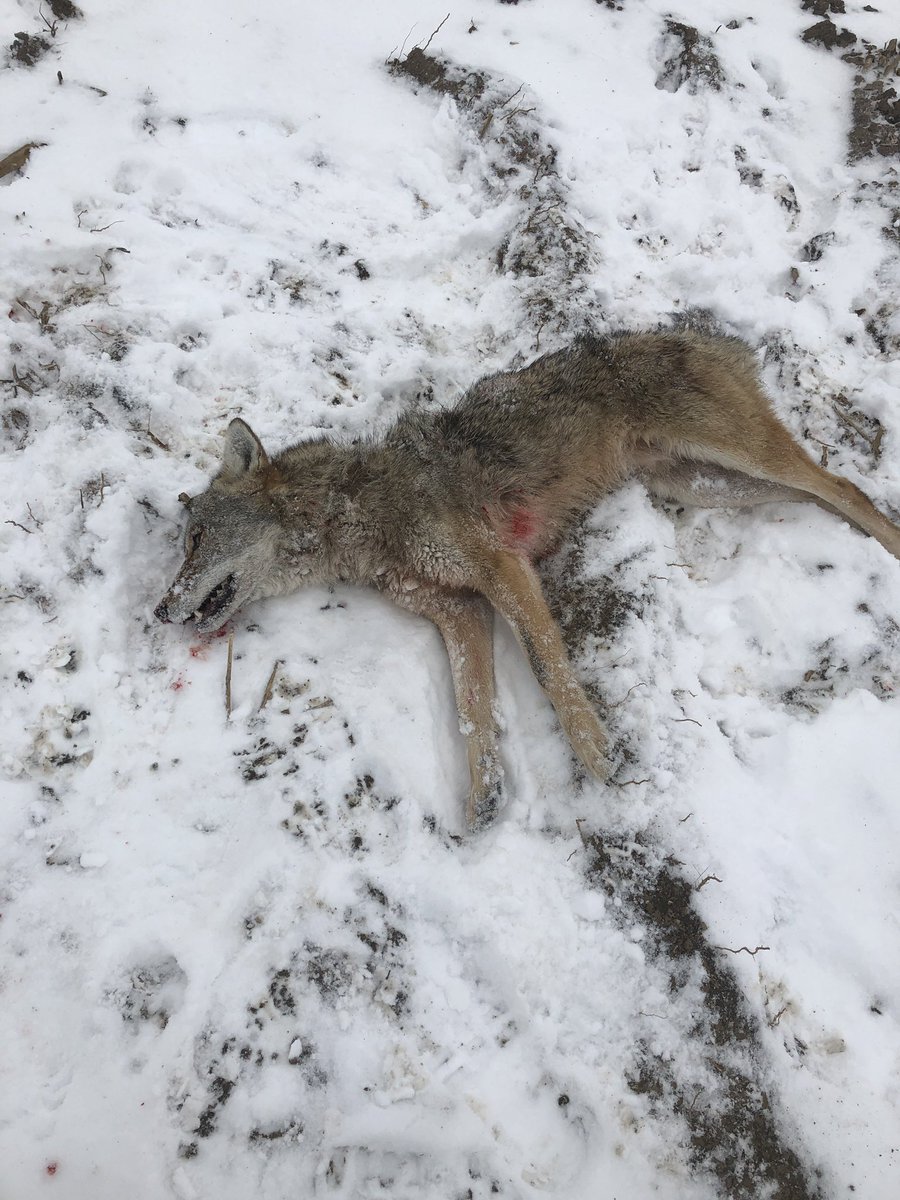 Jesse Boyd tweet media