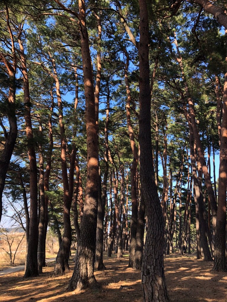 겨울에도 햇살 좋은날은 소나무숲 산책. 건강해지는 기분.