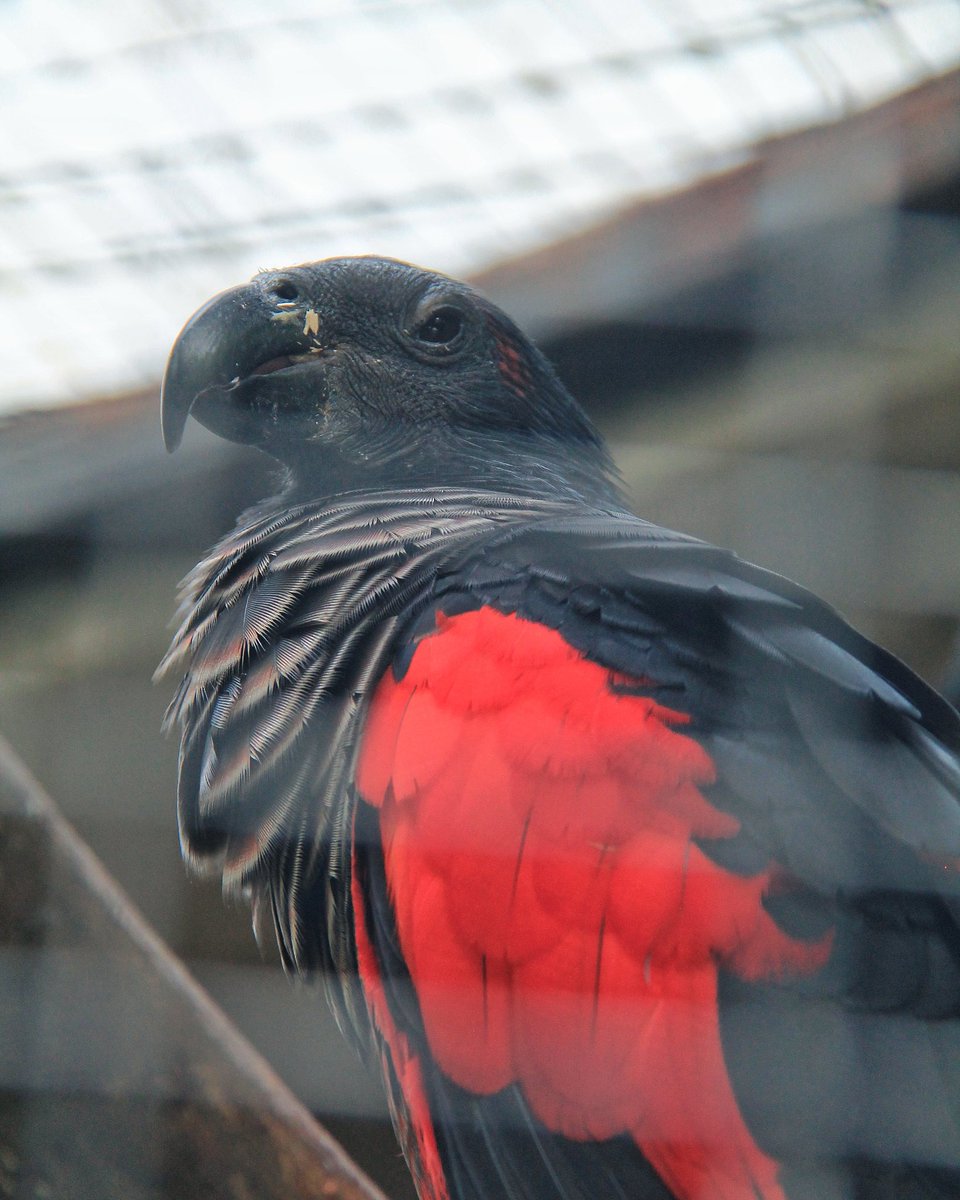 Nuri Kabare 
Burung ini merupakan endemik dari pulau Papua termasuk Papua Nigini. Memiliki tampilan yang unik dengan wajah tertutupi kulit hitam dan berbentuk relatif panjang serta paruh seperti burung nazar sehingga kerap disebut nuri nazar.