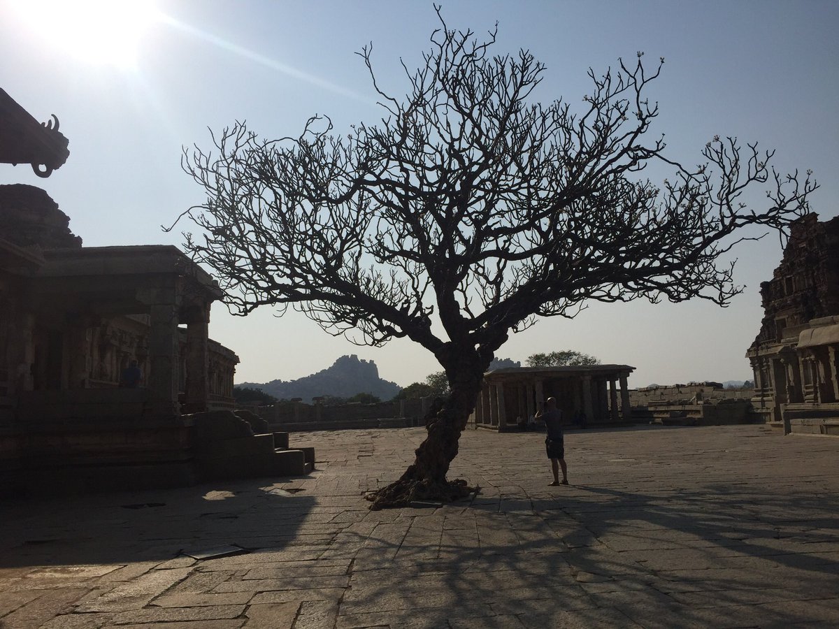 amritat's tweet photo. Delighted to see the Unfestival #spacesbetweenwords Collection, inspired by majestic, enchanting Hampi!
I wrote a story around ‘The 100 year old tree’ (pics include the tree in question)
...
Thanks 🙏 Sathya Saran and @JSWFoundation @SangitaSJindal and the fab writing cohort! https://t.co/sQ9LdaT7Gq