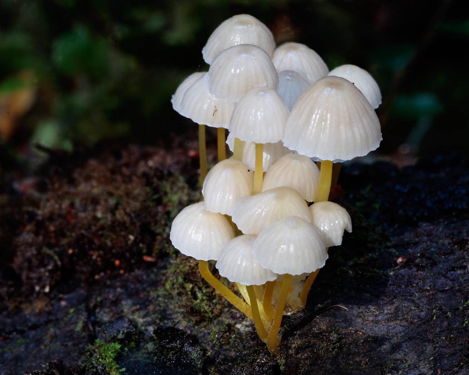 Грибы Campanella SP.