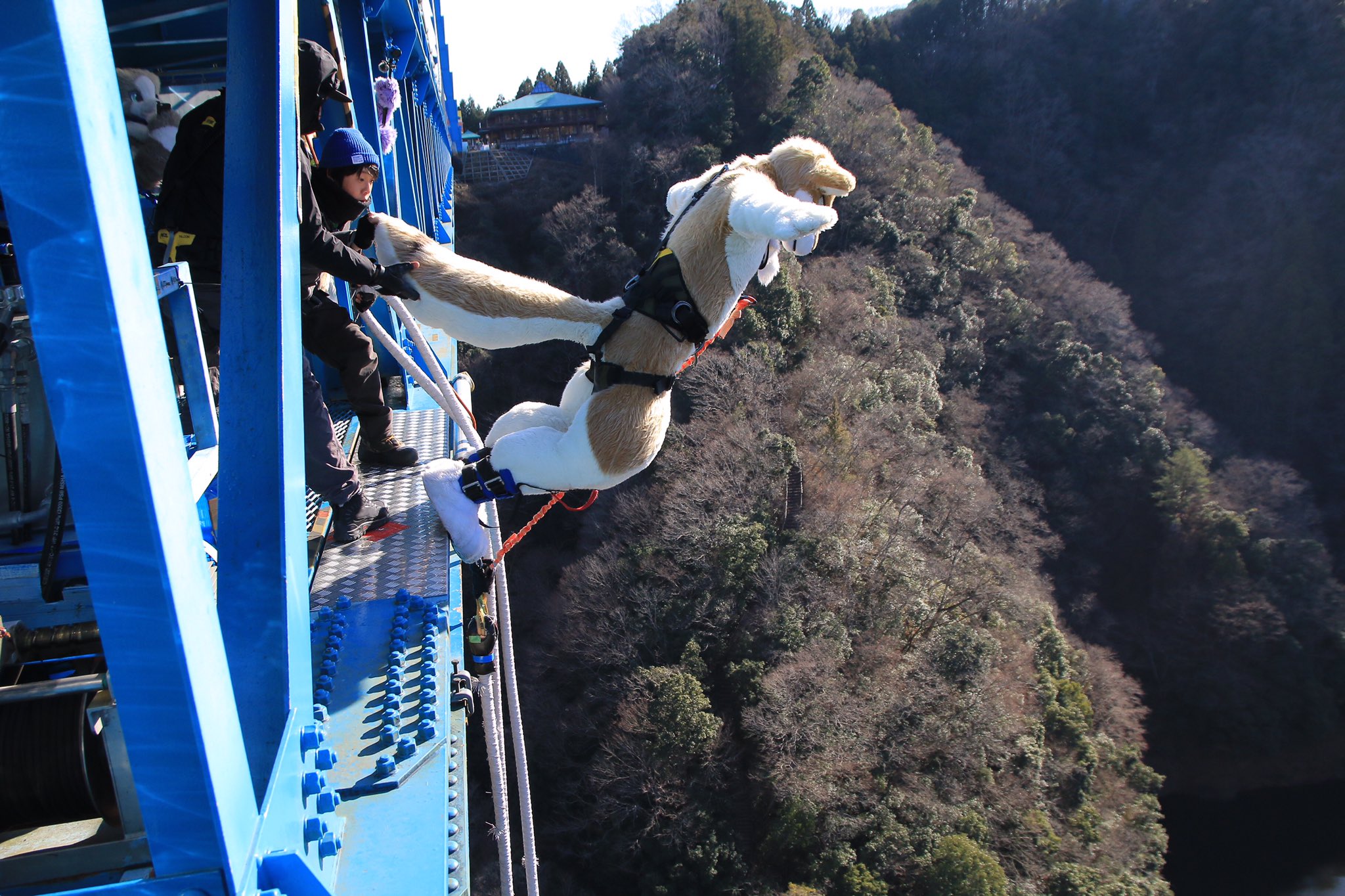 歌犬 日本一高いバンジージャンプをしてきた ฅ ฅ W ฅ ฅ タマがヒュンってした Bungyjapan Fursuitfriday 歌犬 日本一高いバンジージャンプをしてきた ฅ ฅ W ฅ ฅ タマがヒュンってした Bungyjapan Fursuitfriday