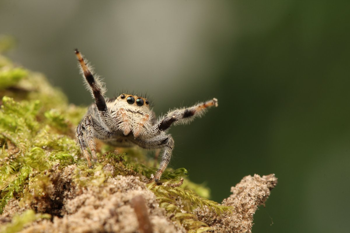 ROMtoronto's tweet photo. This is your last chance to check out #ROMspiders. Closing: January 6
https://t.co/05AFWHVobT https://t.co/hMTQUhdrAS