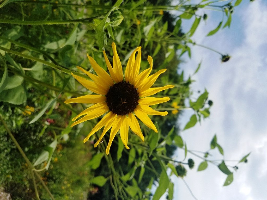 gdarcy3's tweet photo. If you have visited the UMASS Field Station farm in #Waltham, you know that it is sacred ground. Please help us in preserving all 58 UMASS Field Station acres for farming purposes. If nothing else we owe it to Cornelia Warren. @WalthamLandTrst  @CommunityFarms @bostonareagleen https://t.co/Adt7O2UB30