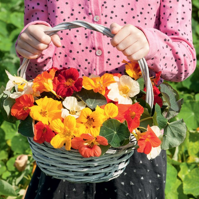 swanhose's tweet photo. What’s vibrant, fragrant, easy to grow, edible and a good choice for both containers and ground cover? Nasturtium, the 2019 Flower of the Year! #swanhose #gardenhose #yearofthenasturtium #fleuroselect #floweroftheyear #flowersoftheyear #flower #flowers #iloveflowers #nasturtium https://t.co/NZ9u8iAQsd