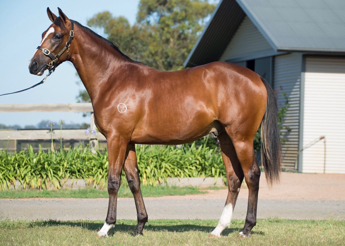 RushtonPark's tweet photo. Lot 193 ⁦@mmsnippets⁩ is this outstanding colt by promising ⁦@ArrowfieldStud⁩ Dundeel. He is a half brother to 6 winners including 2 at stakes level. Get the odds in your favour with this colt. ⁦@vicbreeders⁩ ⁦@HorserailAus⁩ ⁦@blueskybstock⁩ https://t.co/9aOMwYnYmy