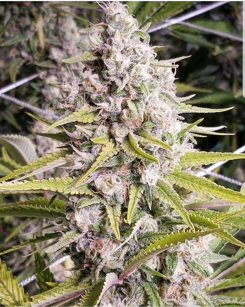 MGgardens303's tweet photo. #Bubbleberry
blueberry x bubblegum
#sagarmatha https://t.co/0Q1LuFCL5Q