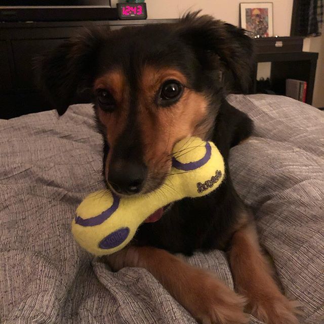 bryankaye's tweet photo. Happy Birthday Frank dog! #frankiefourlegs 🎈🎈🎈 https://t.co/BTREeFFIFB https://t.co/MUghH6Bxir