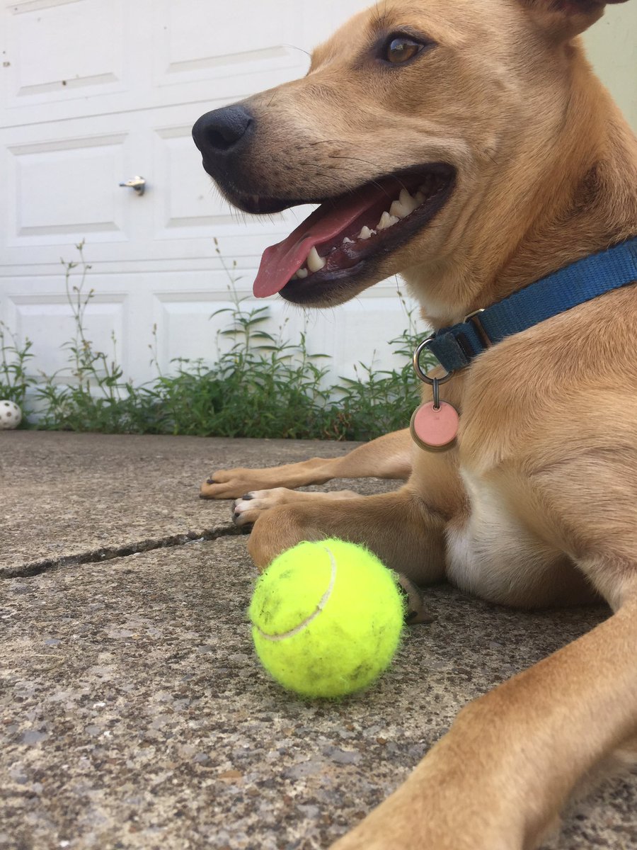 longsnout216's tweet photo. My fren, Phoenix came ovr tooday! We played and wrestled and went on a walk! Now it’s time for a long night snoozle 💤 https://t.co/m1o18VTPaG