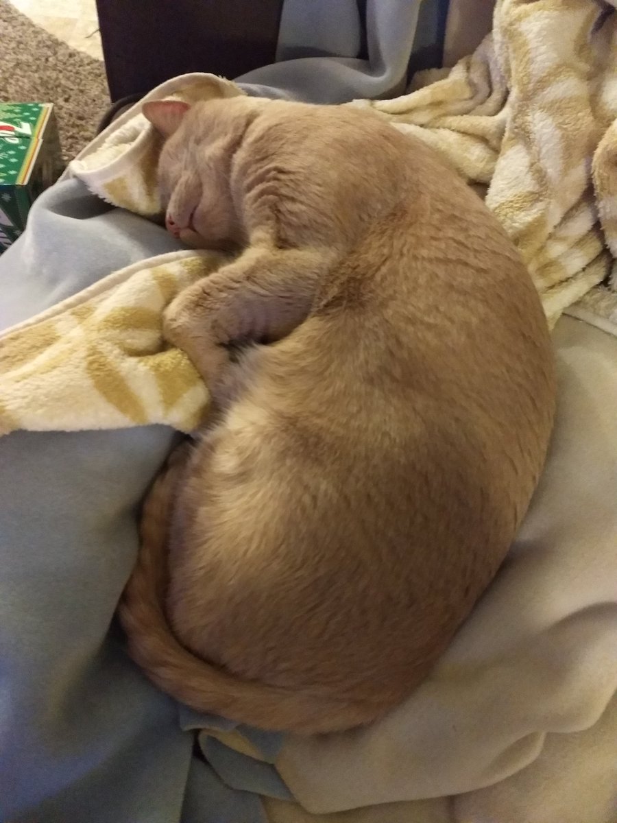 GarfMic's tweet image. 😴