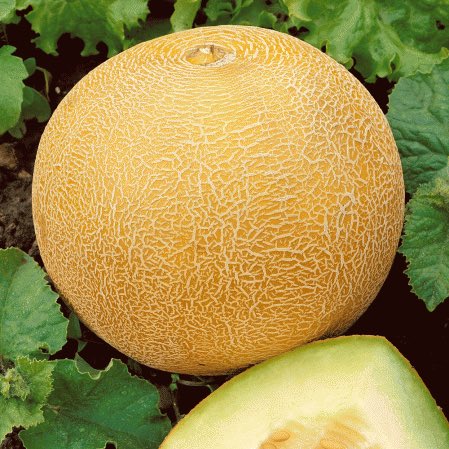 MarxsGhOwOst's tweet photo. @elonmusk @Carolin37276058 Elon M. Is an anagram of melon. You’ve got some explaining to do you herbaceous person https://t.co/ZHdw5yd3dU