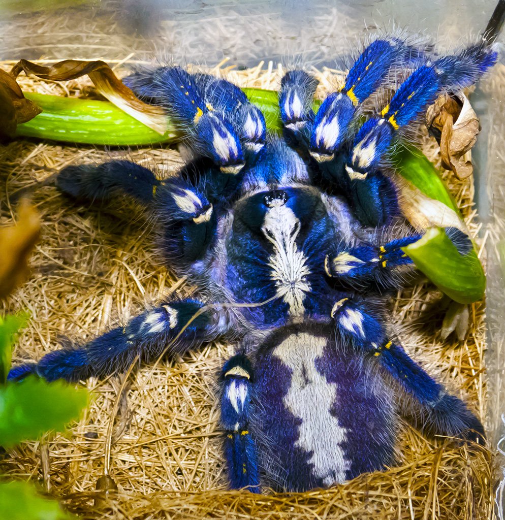 BugginOutAbout's tweet photo. What do Johnny Cash, John Lennon, and Metallica have in common? They have tarantulas named after them! Pictured below is Poeciletheria metallica. Catch our tarantula episode airing next week!

Photo: MLursus

#tarantulas #arachnology #arachnids #bugs #podcast #science #nature https://t.co/iTpCit86bo