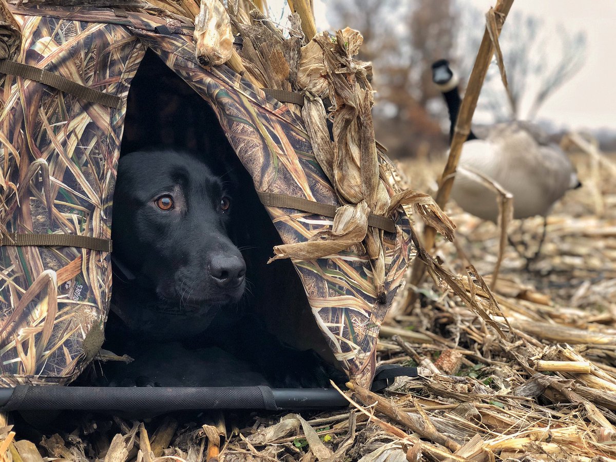 aa_ron_jones_'s tweet image. When you’re trying to take a sweet photo, and later realize there’s a creepy ass decoy photobombing the pic. 🤦🏼♂️
.
.
.
#photobombed #huntingproblems #iamsportsman #goosehunting #geese #honkers #waterfowl #blacklab #labsofinstagram #whatgetsyououtdoors #epicfail