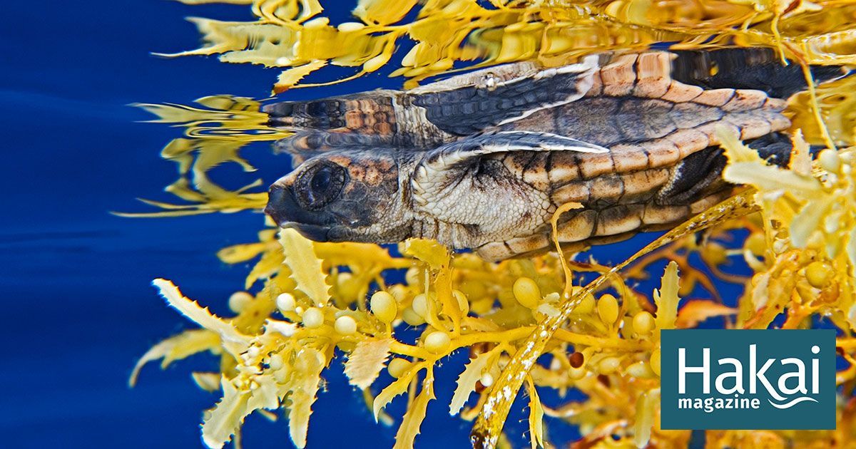 MissionBlue's tweet photo. According to a new study, #microplastics found in the ocean are being ingested by infant loggerhead turtles, threatening the survival of the endangered species. https://t.co/a7CXtEnLTd #NoBlueNoGreen 

via @hakaimagazine https://t.co/NxRMKYdL3y