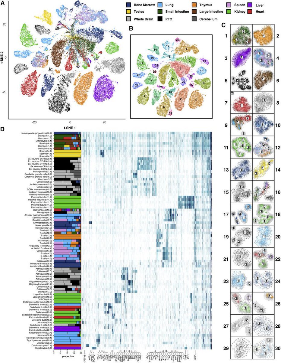 mmw_lmw's tweet photo. A #Single_Cell_Atlas of #Chromatin_Accessibility | #sci_ATAC_Seq from 100,000 cells across 13 adult murine tissue | 85 distinct patterns of accessibility mapped to gene expression | Jay Shendure @UW @CellCellPress https://t.co/PvWXz8vr2Y | #2018ReCap_Aug https://t.co/aiEnKHpGEP