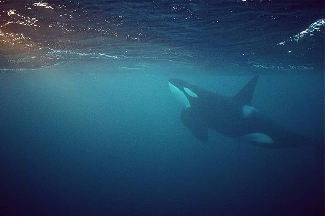 Monster male #orca coming up for air at #sunset after a solid feed on herring in #norway. @orcas_ig bit.ly/2F69MgW