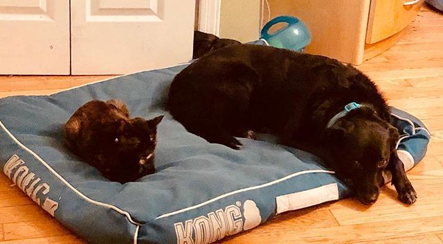 martinezpetz's tweet photo. #friendsforlife we share because we care. These are the inseparable duo ❤️🐈🐕 #blackdogs #tortiesofinstagram https://t.co/yDZ9T4C1xX https://t.co/PuyXsG6k9j