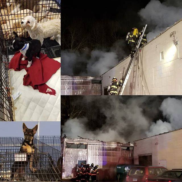 These pups are all saved tonight thanks to #Danbury residents. And special thanks to our 1st Responders. bit.ly/2GUg0Cs bit.ly/2ufTJ7w