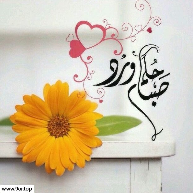تبسم الورد ... وبدأ يغرد الطير
وبديت أدوور في عيونك صباحي

صبح علي بـ الخير يا جعلك بخير
ونور عيوني ... يا منور صباحي💕
┈┉✿•༻🦋🌸🦋༺✿┉┈ 
 🥰عــــــــشـــــــق🤭
