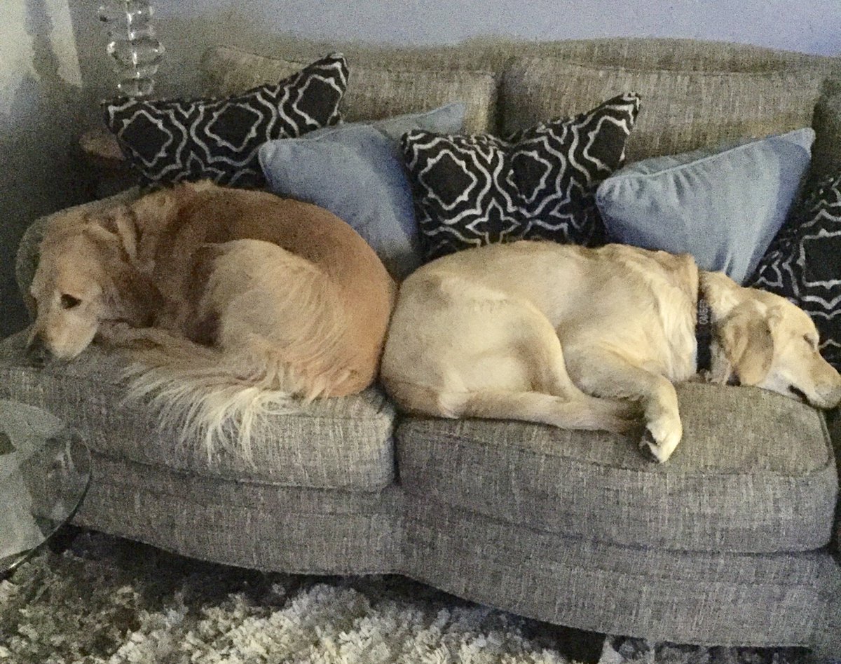 DennisTFP's tweet photo. Home viewing audience reaction to Kings effort tonight.
#RuffOne https://t.co/vJS29xPeVy