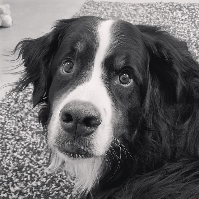 beatrixandmidge's tweet photo. There have been far too many losses of late in our IG Berner family. We are so very sorry to say goodbye to @beau.theberner so suddenly, he had a larger-than-life personality, and The General will always be remembered by so many of us around the world. #… https://t.co/vyqYEBGHy6 https://t.co/W8VfBdZEnf