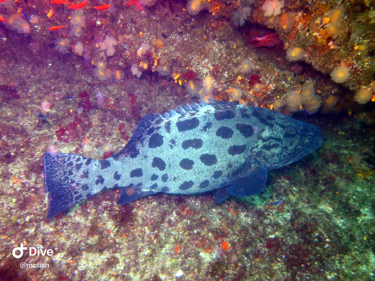 The dives have been producing some amazing sightings.... the small things are so stunning!

#aliwalshoal #scubaco #followyourdreams #acubadiverslife #sardinerunsa #durbantourism #oceanhunter #uwphotography

Join us and let’s show you what the ocean is hiding. info@scubaco.co.za