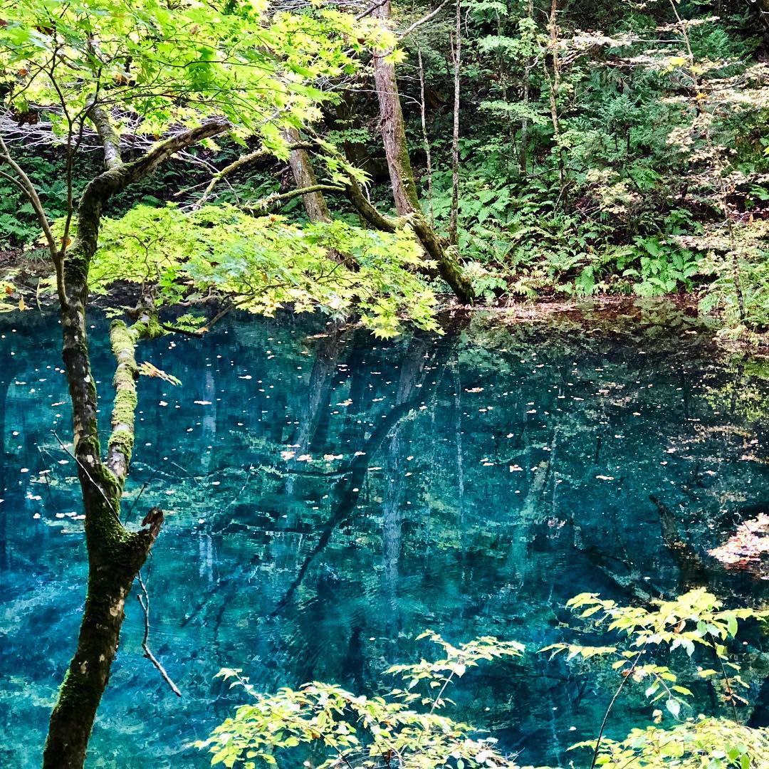 Superbview_wrd's tweet photo. 世界遺産の『白神山地』

Place：青森・秋田 ★★ https://t.co/9gmm6xJsVC