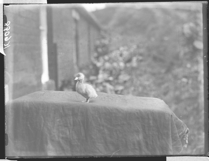 A small duckling standing on a box.