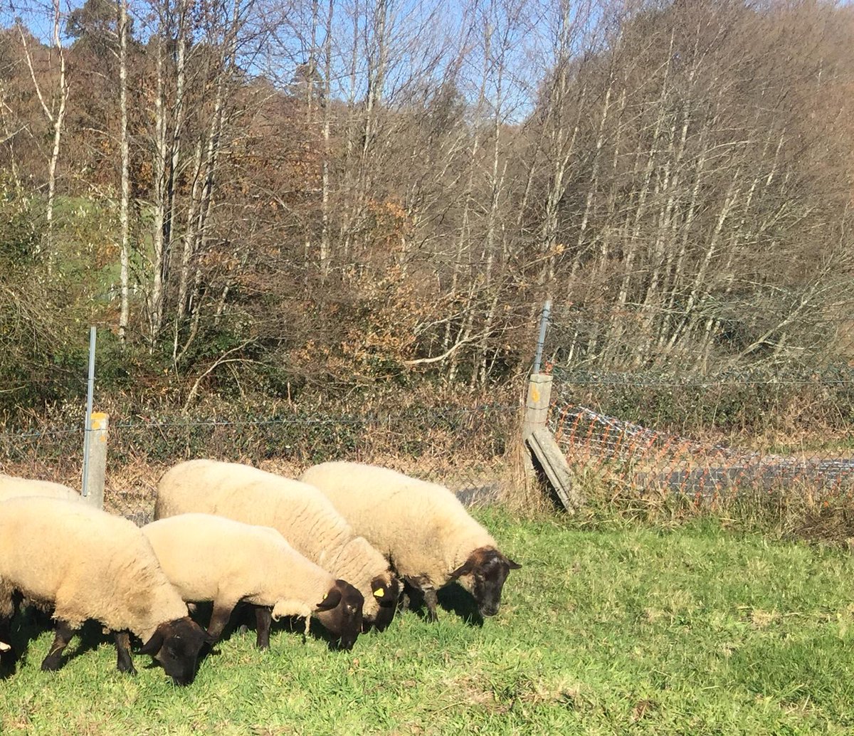 Delroblesuffolk@gmail.com