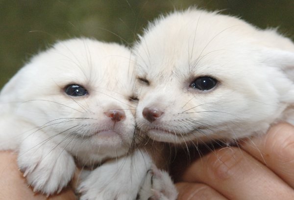 愛すべき動物たち フェネック 大きな耳を持つキツネの一種 嬉しい時には尻尾を振ったり 甘える時はお腹を見せたりするそうです 体長36 41cmしかなくイヌ科の中で最も小さい 世界一可愛い動物 に選ばれたこともあります フェネック イヌ