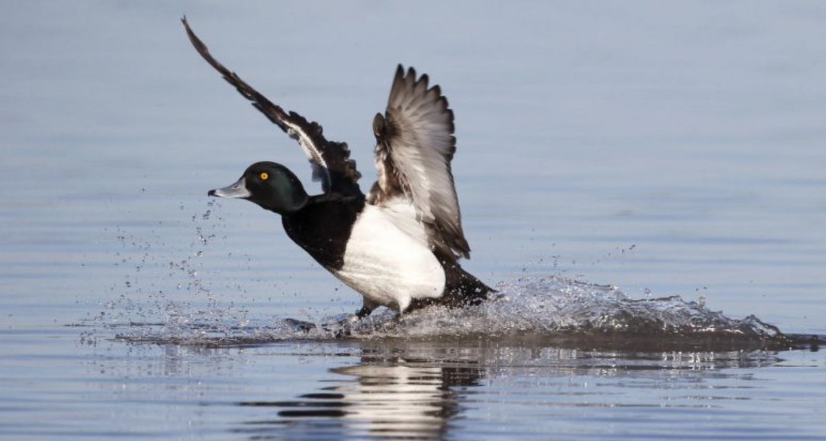 ChartwayGroup's tweet photo. Come and explore the wildlife at @Conningbrook Lakes and Country Park on Sat Jan 12th with free guided activities from @KentWildlife expert, William Douglas. First walk at 10am, meet in sales suite. #birdwatching #wildlife #kent https://t.co/IBPPxqX6Qk