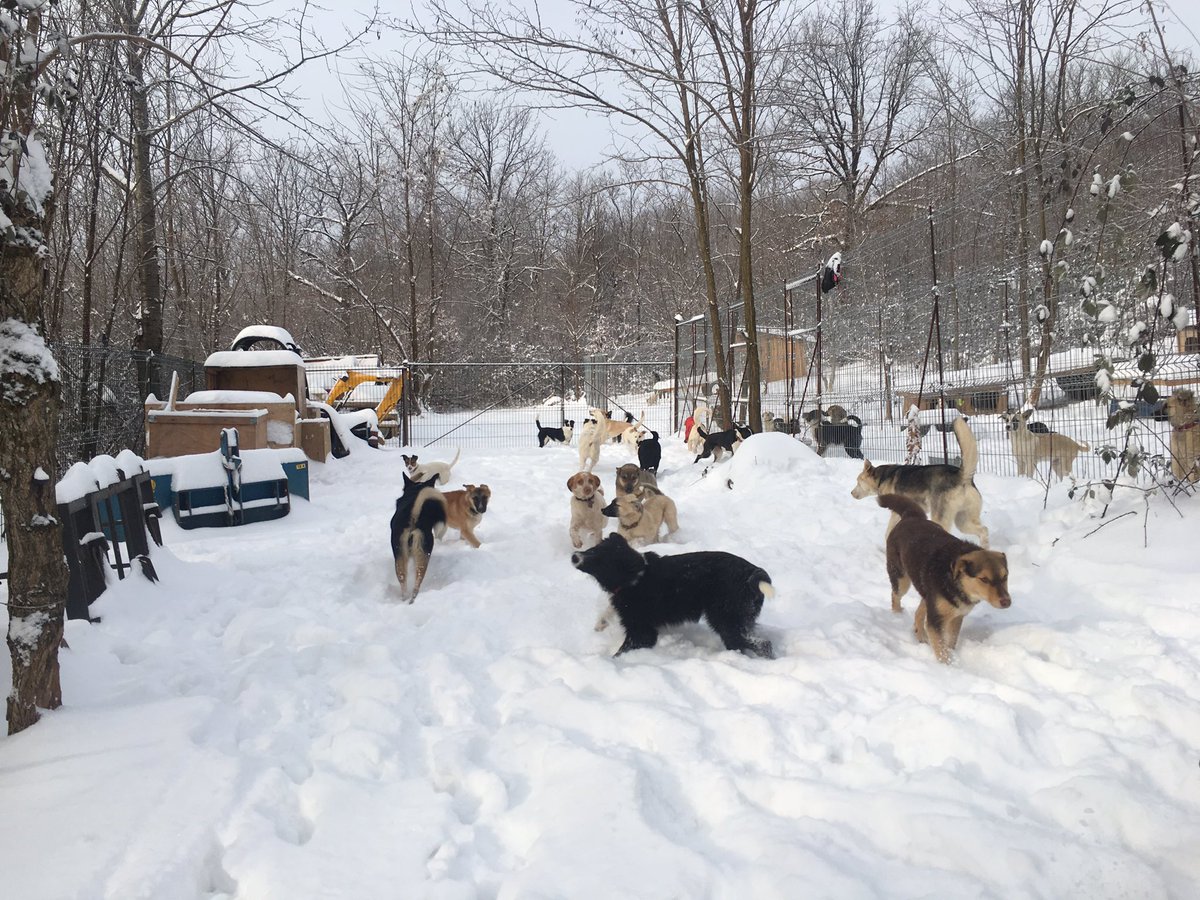 StreetHeartsBG's tweet photo. It snowed a little overnight at Street Hearts BG! #rescuedogs #AdoptDontShop #packwalk #walkies #dogsoftwitter #freshpowder #powderheads #snow #freshtracks #breakingtrail https://t.co/oYVfRyc6BH