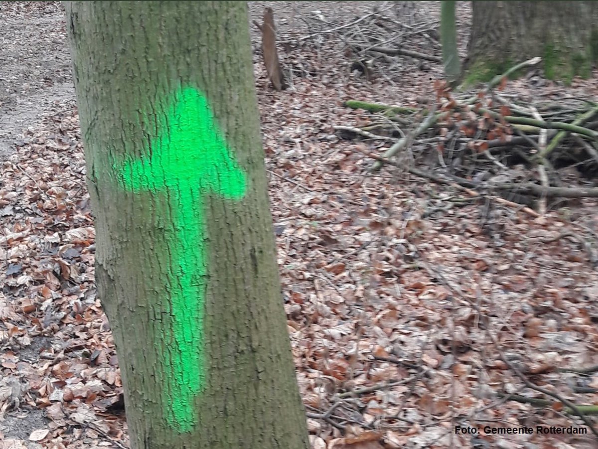 Stadsbeheer010's tweet photo. #Oproep: in het #KralingseBos zijn rond Kerst bomen, bestrating, paaltjes&amp;bruggetjes #beklad met vele #groene #pijlen. Wie zag iets&amp;weet wat voor verf dit is? We verwijderen dit, met info kan dit met minder schade en kosten. Weet u meer? Neem dan contact op in DM of bel 14010. https://t.co/koewSgbyiM