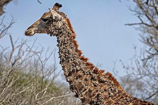 Papillomavirus giraffe - Papillomavirus giraffe