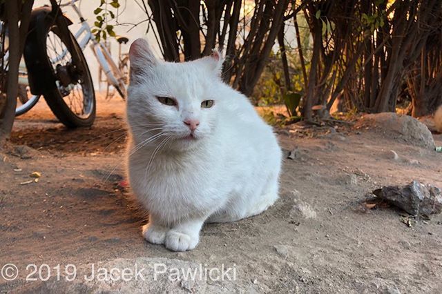 TuPawlicki's tweet photo. #cats #catsofmarrakesh #travel #travelphotography #marocco #world #worldcaptures #photography Cats of Marrakesh III, Marocco, January 2019 https://t.co/N3gOgXE6kw