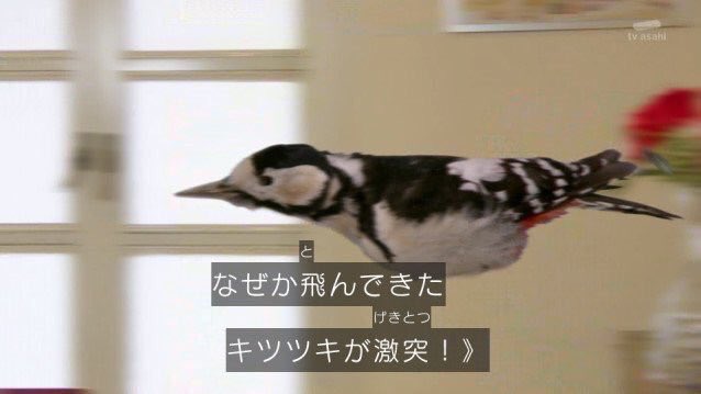 キツツキのtwitterイラスト検索結果 古い順 キツツキのtwitterイラスト検索結果 古い順