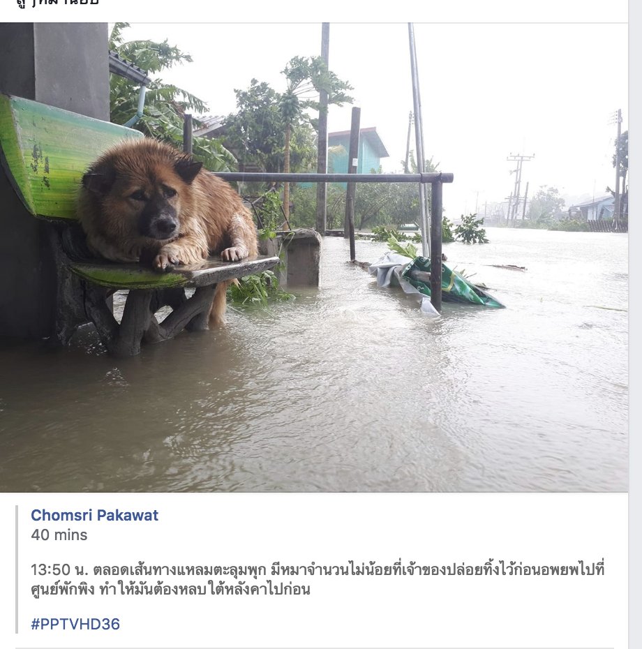KimTaeYunMe's tweet photo. กรณีพบเจอน้องๆสัตว์เลี้ยงในพื้นที่เสี่ยงพายุ และที่เกิดพายุ จังหวัดนครศรีธรรมราชได้เปิดหมายเลขฉุกเฉินหากพบการทอดทิ้งสัตว์เลี้ยงในจุดต่างๆ ให้โทรเข้าเบอร์ศูนย์ 075-356-254 , 075-356-454 ตลอด 24 ชม. ทางปศุสัตว์จังหวัดจะส่งทีมไปดูแลให้ ไม่ทอดทิ้งกัน #พายุปาปึก #พายุปาบึก #Pabuk  😥 https://t.co/5hXuWXOKih
