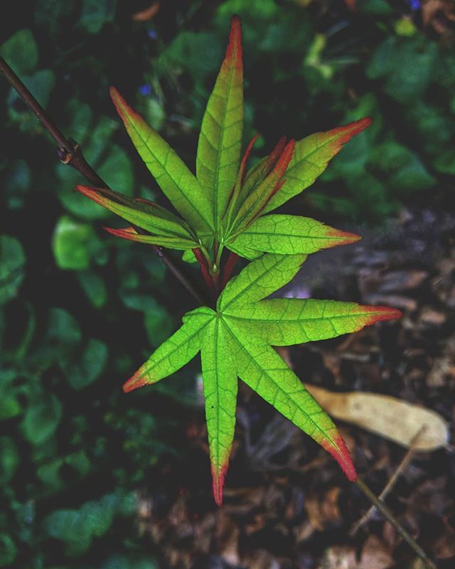 It's easier to resist at the beginning than at the end. -Leonardo da Vinci
#acer #rebirth #winter #outofseason #nature #japaneseacer #january http://bit.ly/2Aw5hsm