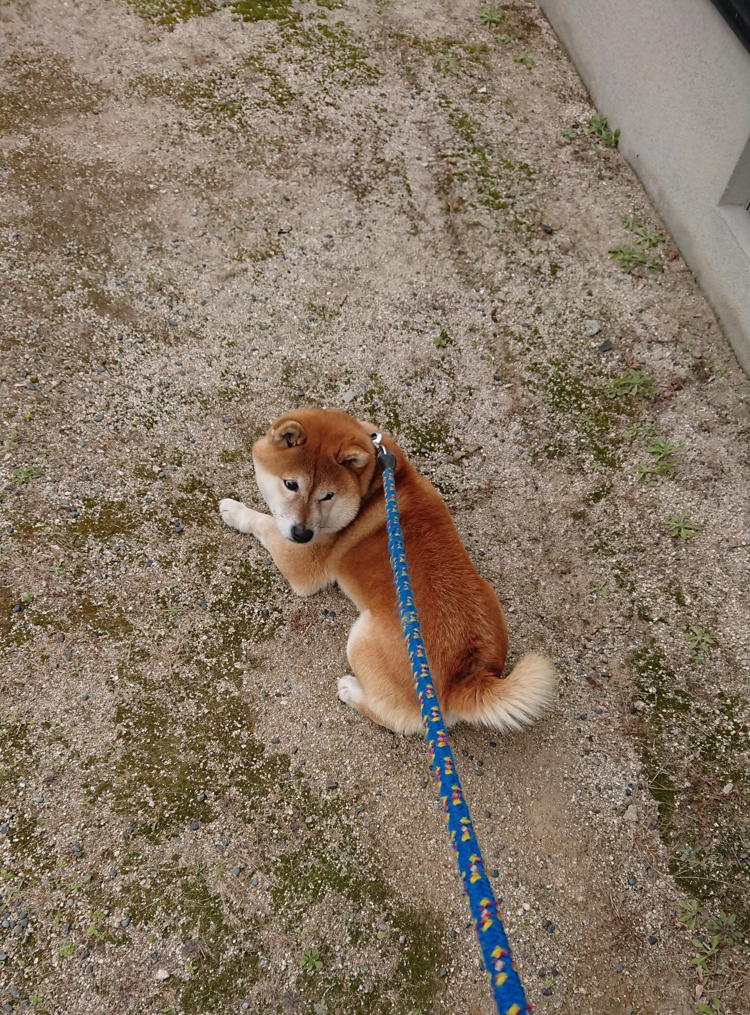 柴犬公式 柴犬シンちゃん こいつ無理だと思ったら簡単にブロックする犬 入念に何かを捜索中の柴犬 ワンワンダフル 柴犬 T Co Jbfna1hro8 Twitter